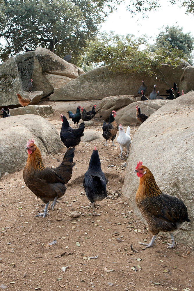 Cobardes y Gallinas